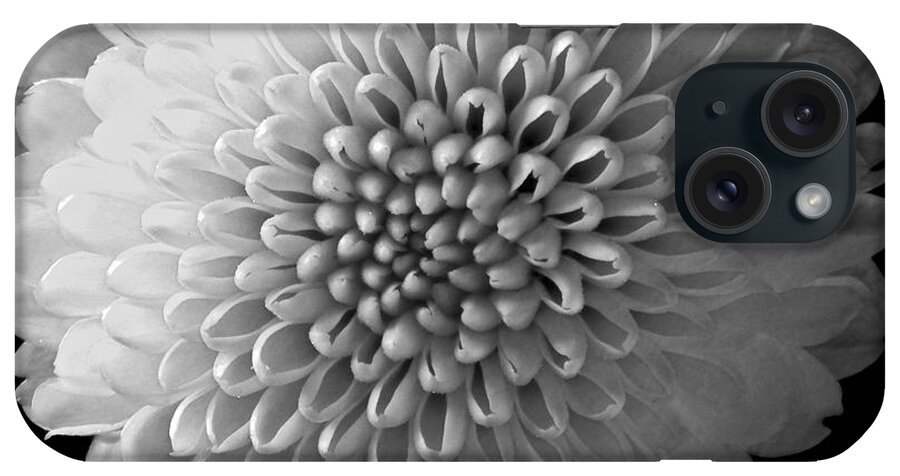Flowers iPhone Case featuring the photograph Chrysanthemum I Still Life Flowers Art Poster by Lily Malor