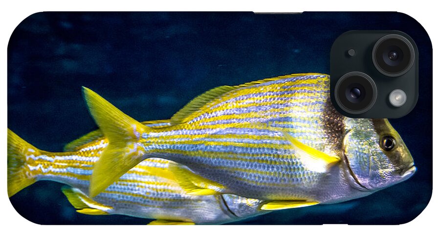 Chub iPhone Case featuring the photograph Chub fish by Cheryl Baxter