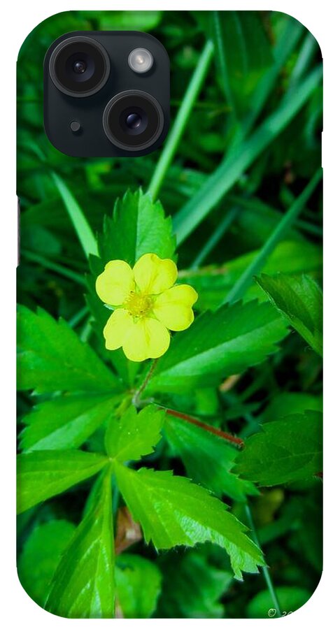  Yellow iPhone Case featuring the photograph Cinqfoil Beauty by Kendall Kessler