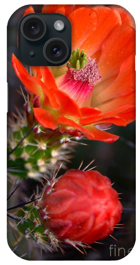 Cactus iPhone Case featuring the photograph Claret Cup Cactus by Deb Halloran