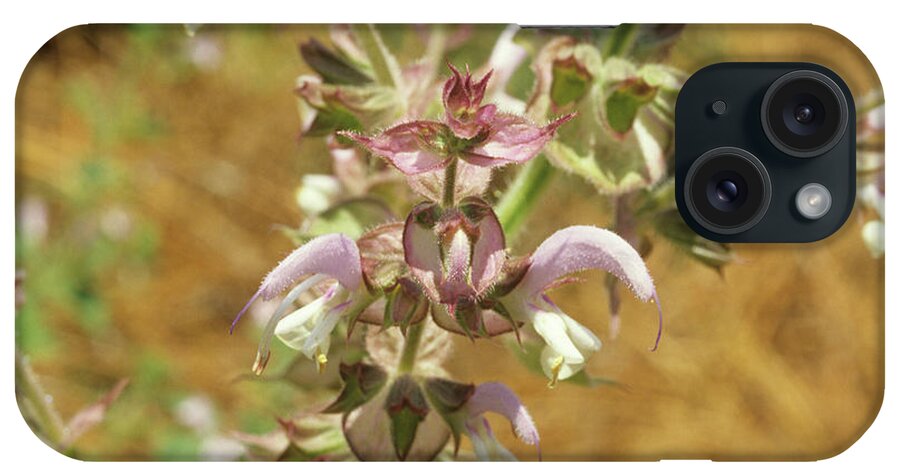 Salvia Scleria iPhone Case featuring the photograph Clary Sage (salvia Scleria) by Sally Mccrae Kuyper/science Photo Library