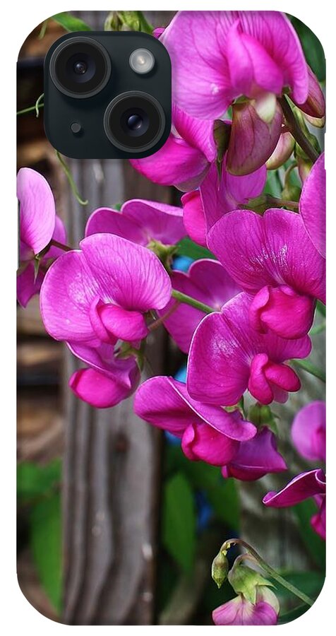 Flora iPhone Case featuring the photograph Climbing Sweet Peas by Bruce Bley