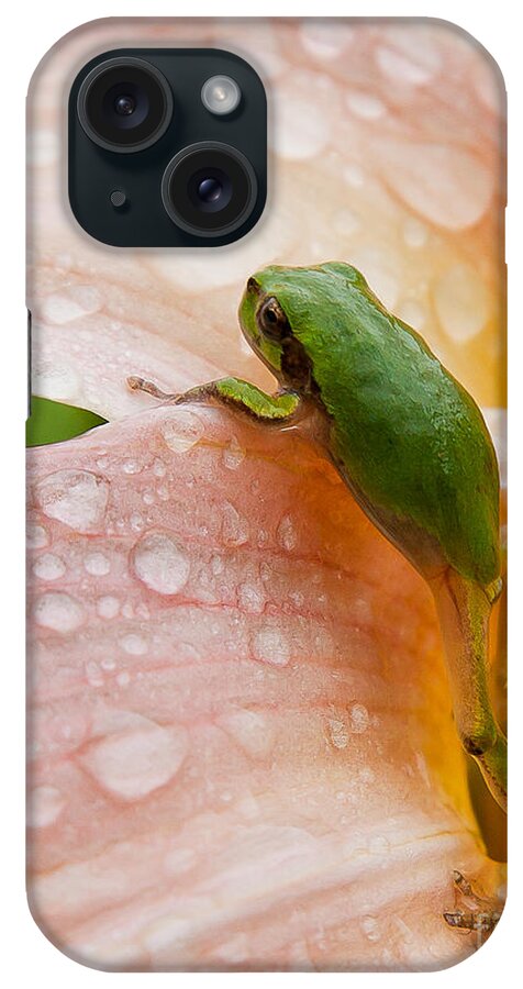 Tree Frog iPhone Case featuring the photograph Climbing Up by Jan Killian