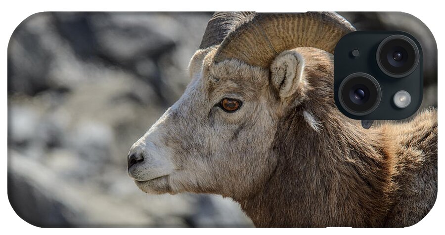 Big Horn Sheep iPhone Case featuring the photograph Close Big Horn Sheep by Roxy Hurtubise