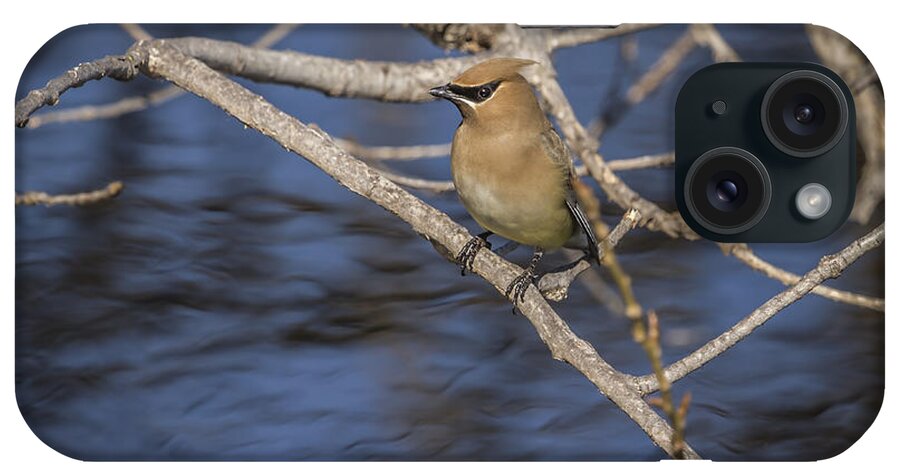 Cedar Waxwing iPhone Case featuring the photograph Close To The Water by Thomas Young