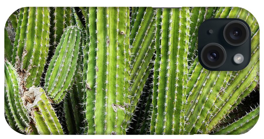 Photography iPhone Case featuring the photograph Close-up Of Cactus Plant, Cabo Pulmo by Panoramic Images
