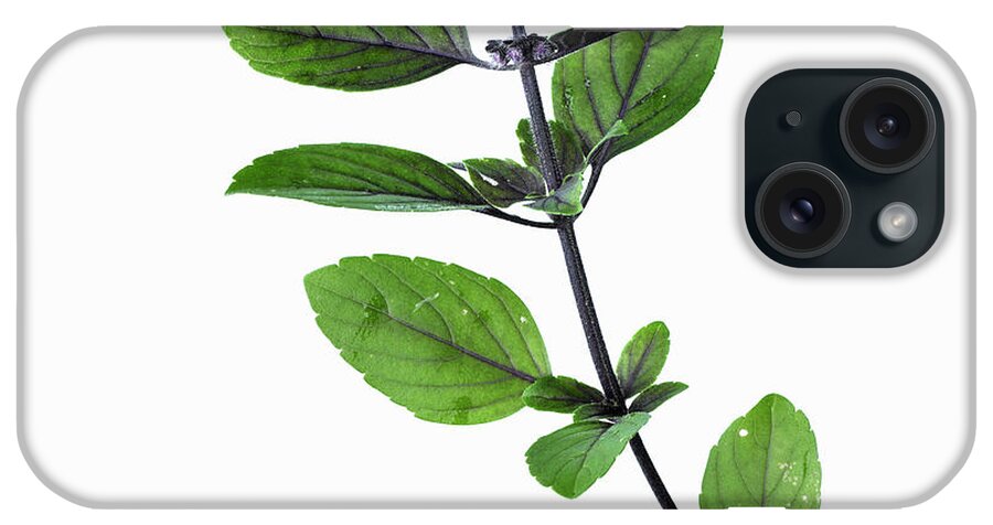 White Background iPhone Case featuring the photograph Close Up Of Flower Stalk by Lisbeth Hjort