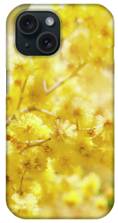 Sicily iPhone Case featuring the photograph Close-up Of Mimosa Flowers by Johner Images