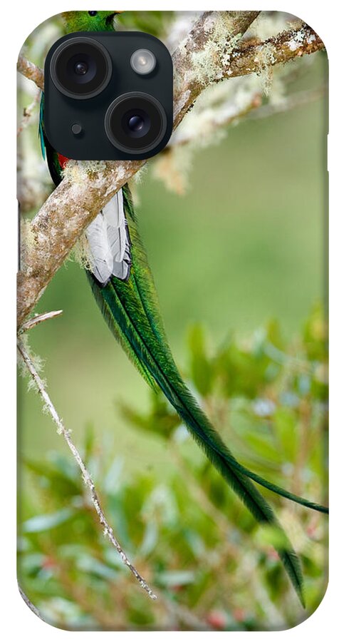 Photography iPhone Case featuring the photograph Close-up Of Resplendent Quetzal by Panoramic Images