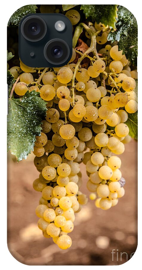 Europe iPhone Case featuring the photograph Close Up Of Ripe Wine Grapes On The Vine Ready For Harvesting by Peter Noyce