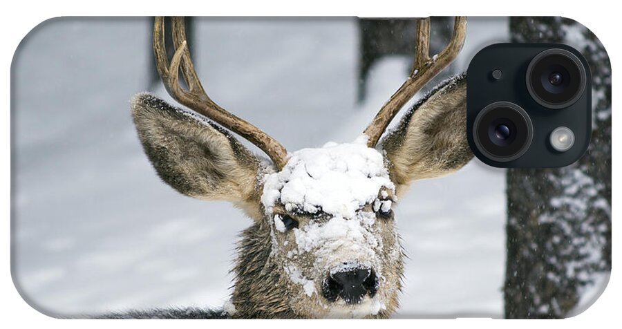 Wildlife iPhone Case featuring the photograph Close up of Winter Buck by Matt Swinden