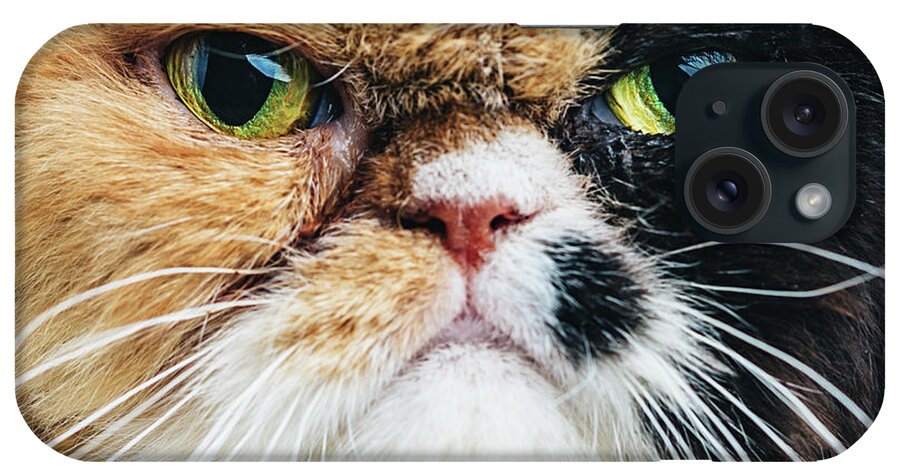 Purebred Cat iPhone Case featuring the photograph Close Up Portrait Of A Persian Cat by Sensorspot