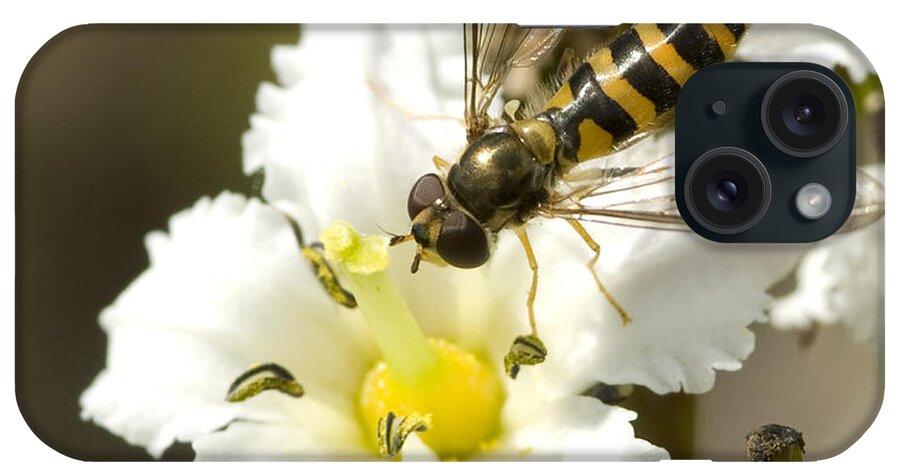 Closeup iPhone Case featuring the photograph Close Up View Of A Yellow Jacket by Cathy Hart