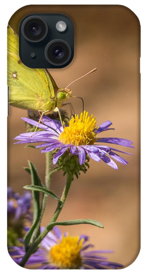 Clouded Sulphur iPhone Case featuring the photograph Clouded Sulphur Butterfly 3 by Ernest Echols