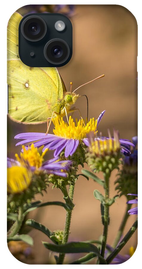 Clouded Sulphur iPhone Case featuring the photograph Clouded Sulphur Butterfly 4 by Ernest Echols
