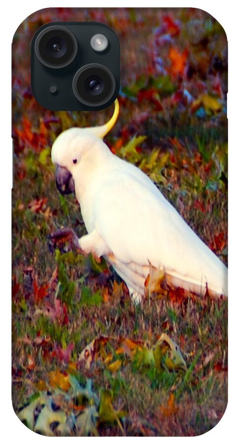 Wildlife iPhone Case featuring the photograph Cockatoo Color by Glen Johnson
