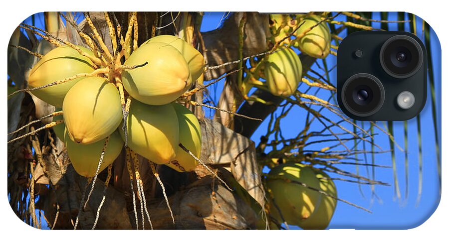 Coconut Palm iPhone Case featuring the photograph Coconut 2 by Teresa Zieba