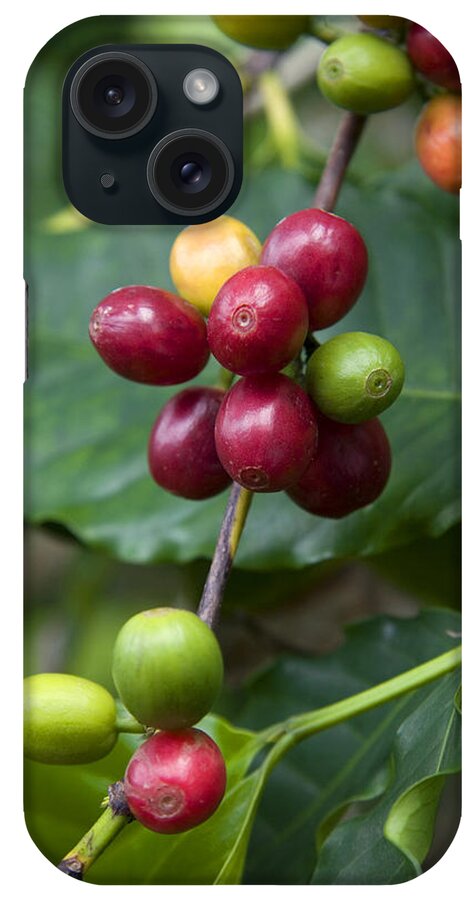 Hawaii iPhone Case featuring the photograph Coffee Berries by David R. Frazier