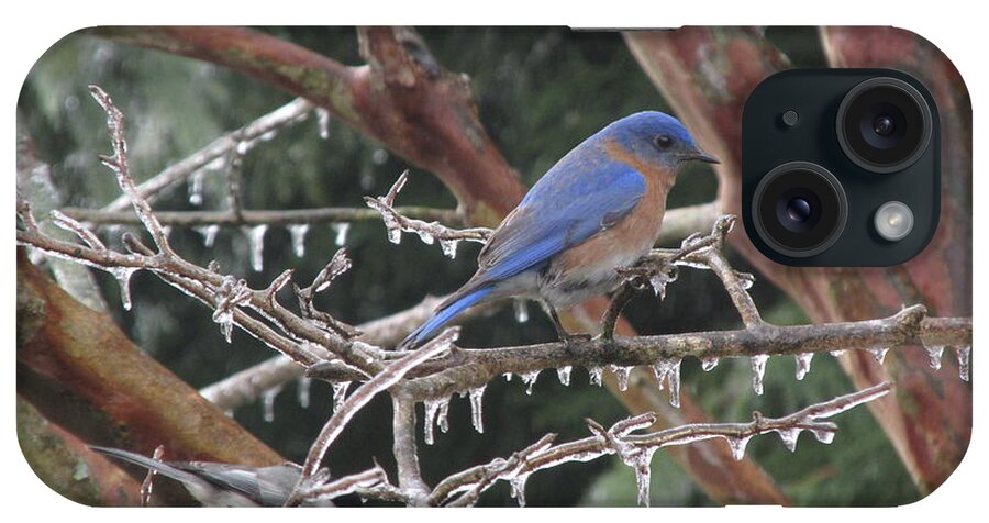 Nature iPhone Case featuring the photograph Cold and Blue by Marilyn Zalatan