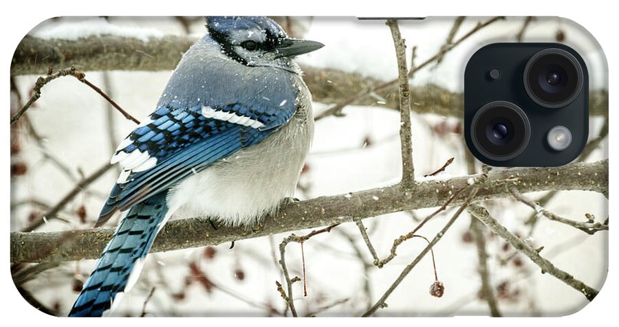 Fine Art America iPhone Case featuring the photograph Cold Blue Jay by Scott Bean