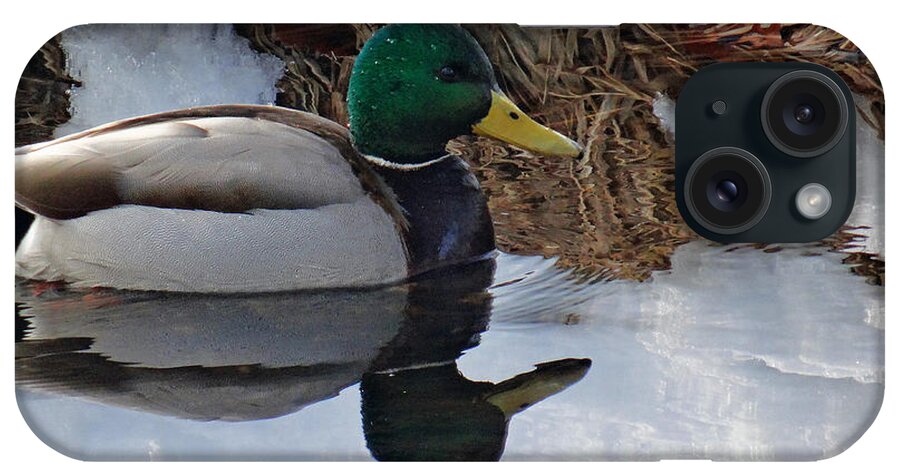 Winter iPhone Case featuring the photograph Cold Duck by Mikki Cucuzzo