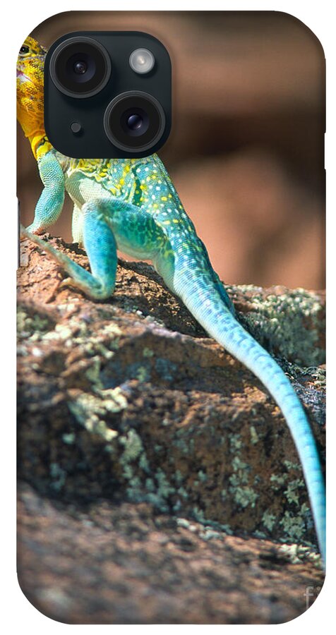 America iPhone Case featuring the photograph Collared Lizard by Inge Johnsson