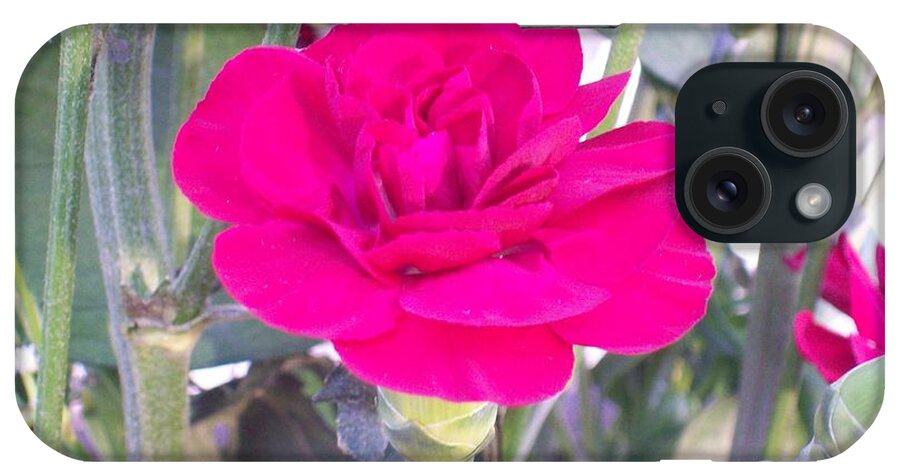 Dark Pink Carnation Flower Bloom. iPhone Case featuring the photograph Colorful Carnation by Belinda Lee
