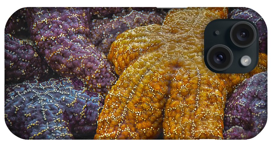 Beach iPhone Case featuring the photograph Colorful Starfish by Penny Lisowski