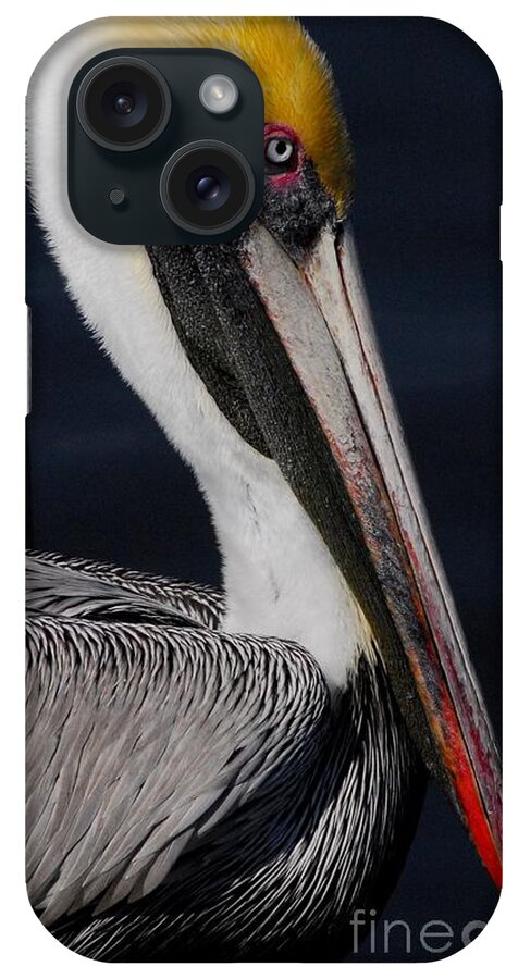 Pelican iPhone Case featuring the photograph Colors of a Pelican by Quinn Sedam