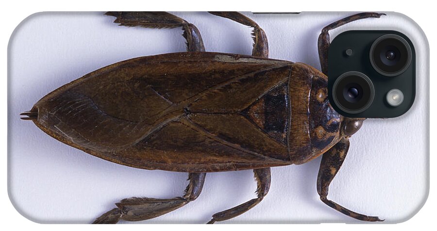 Lethocerus Grandis iPhone Case featuring the photograph Colossus Waterbug by Barbara Strnadova