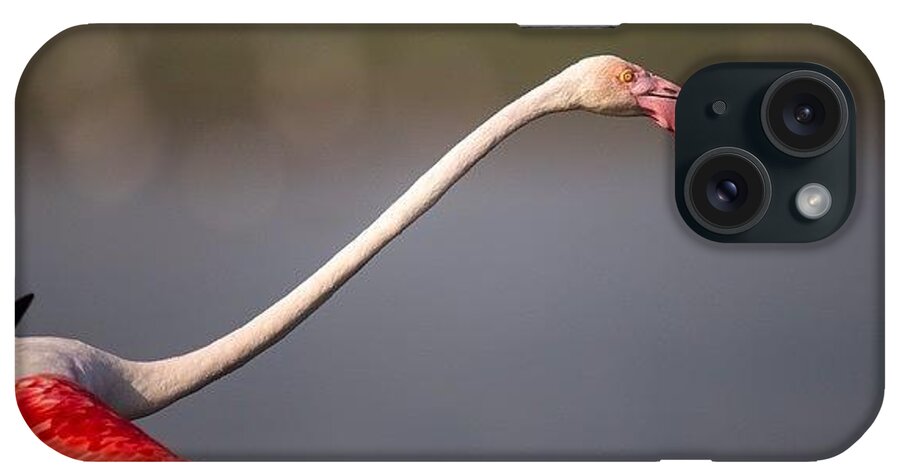 Flamingo iPhone Case featuring the photograph Colour Your Life

#flamingo by Nayan Hazra