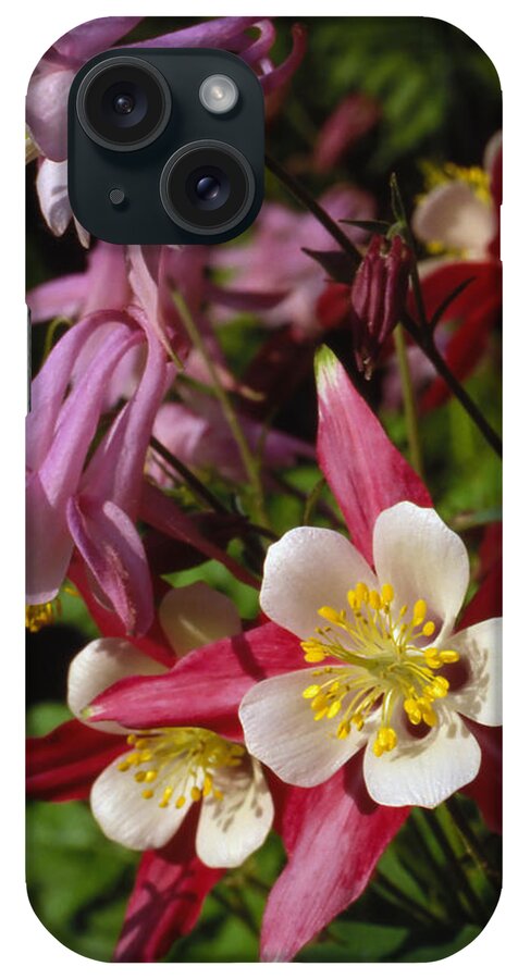 Flowers iPhone Case featuring the photograph Columbine by Harold Rau