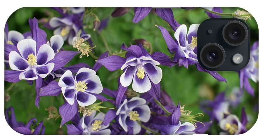 Columbines iPhone Case featuring the photograph Columbines by Stan Reckard