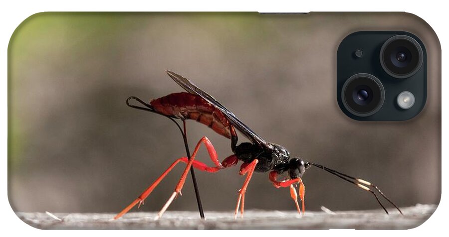 Parasitic iPhone Case featuring the photograph Commander Ichneumon Wasp by Bob Gibbons/science Photo Library