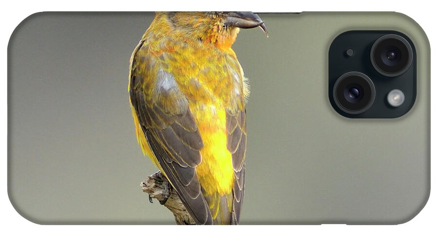 Alertness iPhone Case featuring the photograph Common Crossbill Loxia Curvirostra by Rhz