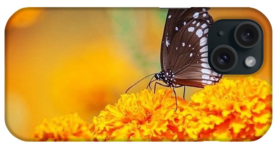 Butterfly iPhone Case featuring the photograph Common Crow On Marigold by Hitendra SINKAR