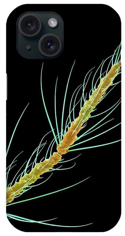23754d iPhone Case featuring the photograph Common House Mosquito Antenna by Dennis Kunkel Microscopy/science Photo Library