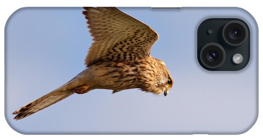 Falco Tinnunculus iPhone Case featuring the photograph Common Kestrel hovering in the sky by Roeselien Raimond