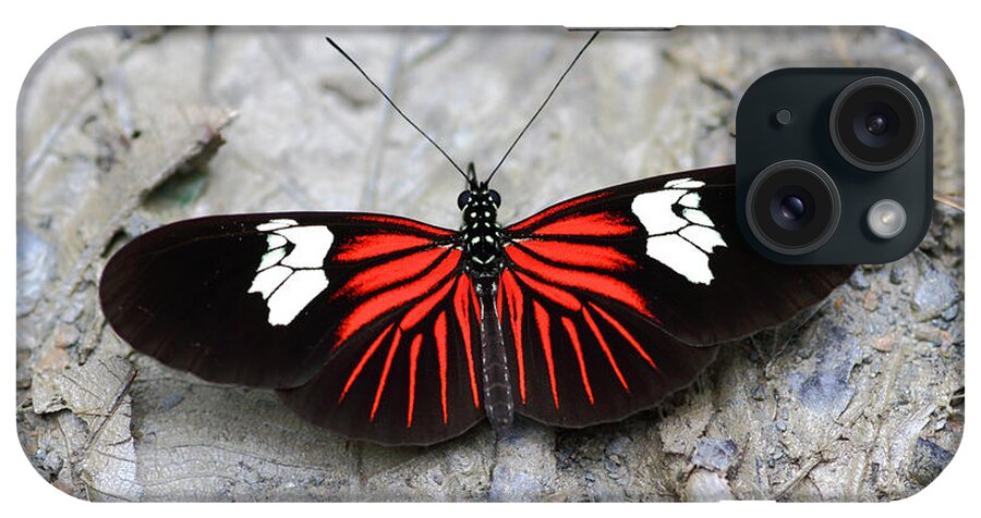 Butterfly iPhone Case featuring the photograph Common Longwing butterfly by James Brunker