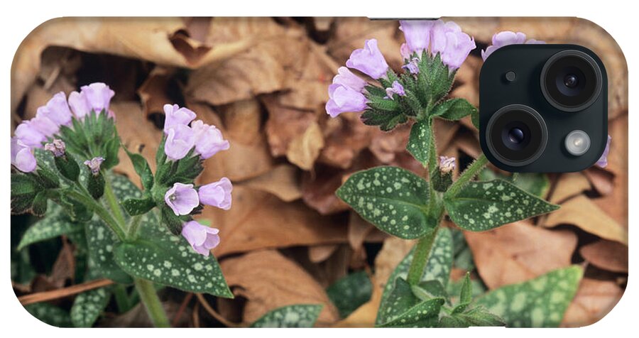'roy Davidson' iPhone Case featuring the photograph Common Lungwort (pulmonaria Longifolia) by Sally Mccrae Kuyper/science Photo Library