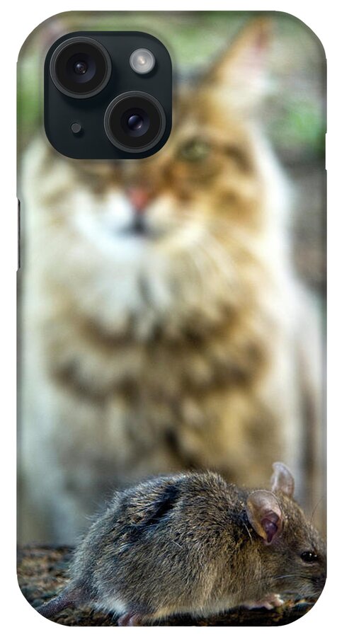 Animal iPhone Case featuring the photograph Common Vole (microtus Arvalis by Nico Tondini