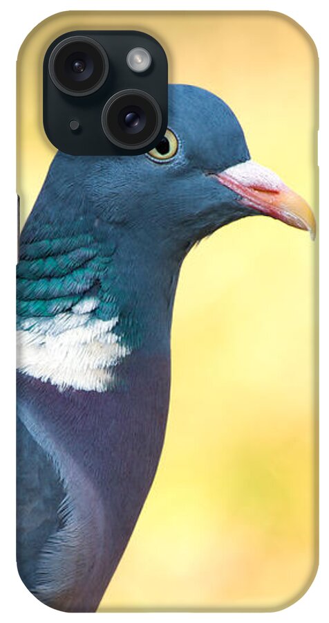 Common Wood Pigeon iPhone Case featuring the photograph Common Wood Pigeon by Torbjorn Swenelius