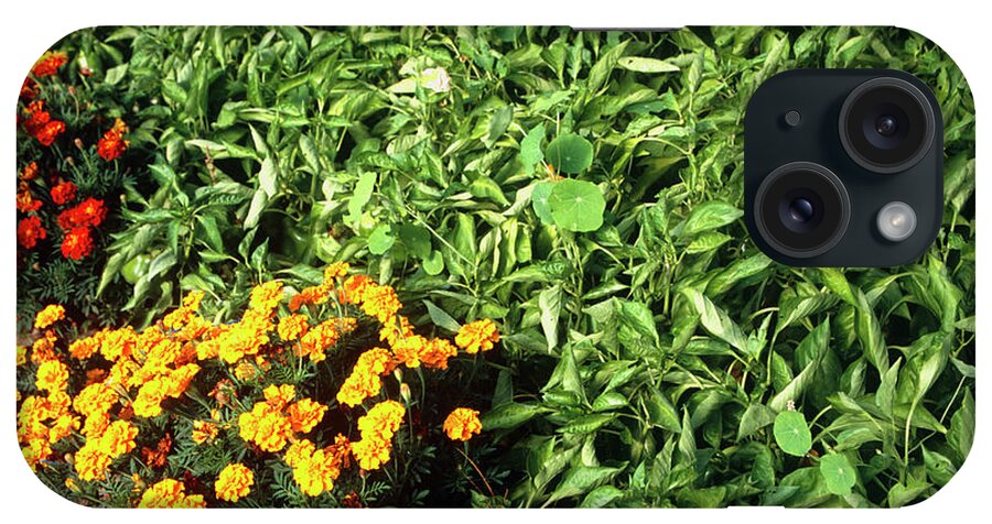 Companion Planting iPhone Case featuring the photograph Companion Planting by Antonia Reeve/science Photo Library