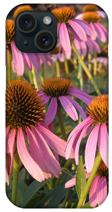 Bee iPhone Case featuring the photograph Coneflowers by Caryl J Bohn