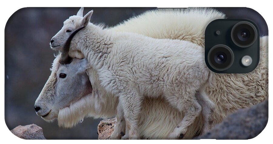 Mountain Goats; Posing; Group Photo; Baby Goat; Nature; Colorado; Crowd; Baby Goat; Mountain Goat Baby; Happy; Joy; Nature; Brothers iPhone Case featuring the photograph Contentment by Jim Garrison