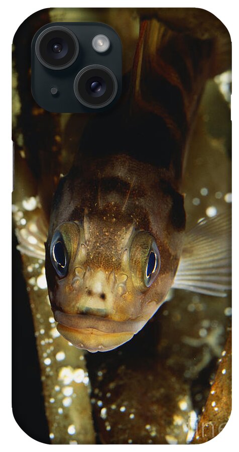 Copper Rockfish iPhone Case featuring the photograph Copper Rockfish by Art Wolfe