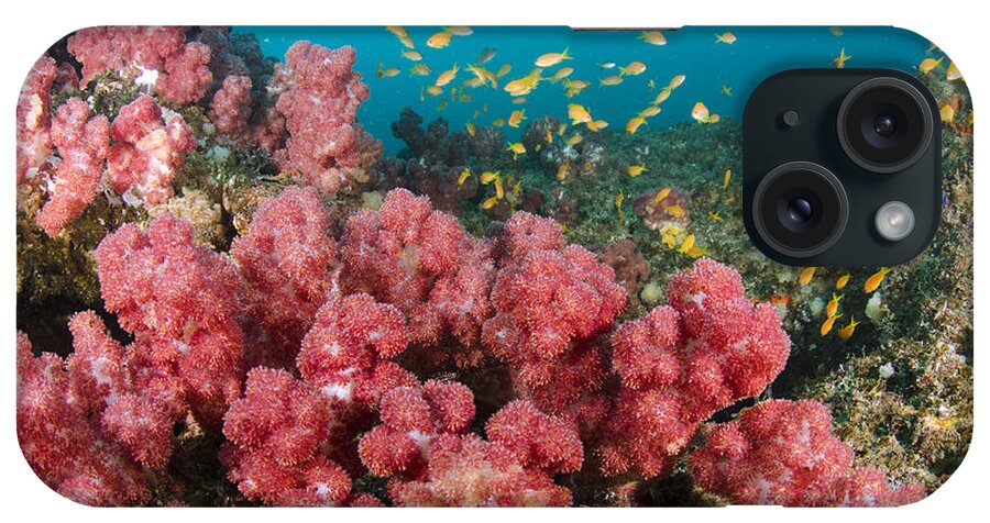 Feb0514 iPhone Case featuring the photograph Coral Reef Natal South Africa by Pete Oxford