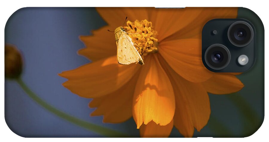 Coreopsis iPhone Case featuring the photograph Coreopsis by Richard J Thompson 