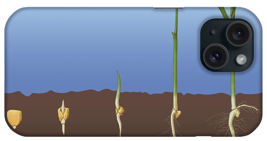 Science iPhone Case featuring the photograph Corn Seed Germination, Illustration by Monica Schroeder