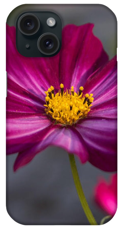 Cosmos iPhone Case featuring the photograph Cosmos Flower by Arlene Carmel